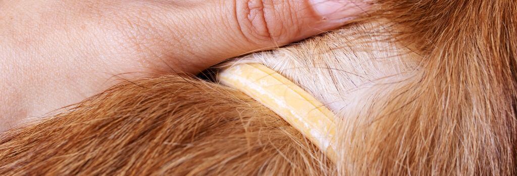 Dog flea collar for flea and tick prevention