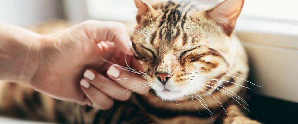 Owner petting cat, a way to manage cat stress at home