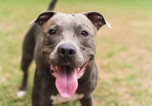 American Pit Bull Breed, Geniusvets 4.