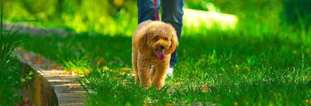 Small brown poodle walking in the shade on a leash