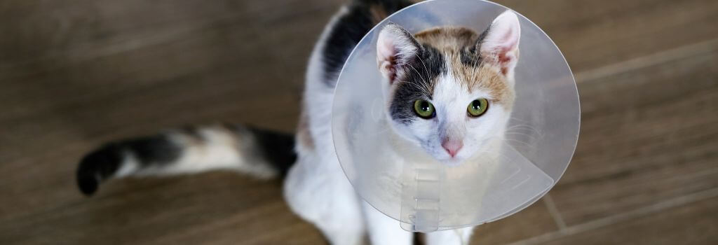 Cat wearing medical cone after emergency vet care