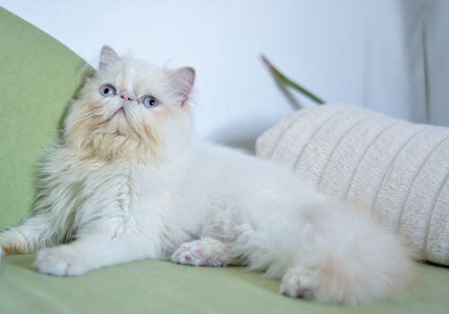 Himalayan Cat Breed, Geniusvets.