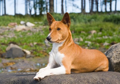 Basenji Breed, Geniusvets 3.