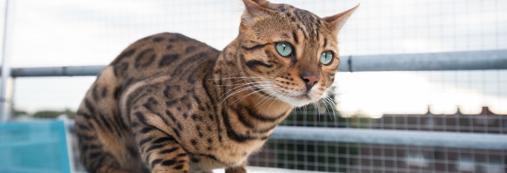 Bengal Cat Breed, GeniusVets