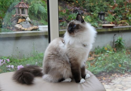 Birman Cat Breed, Geniusvets.