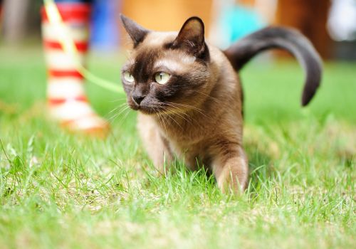 Burmese Cat Breed, Geniusvets.