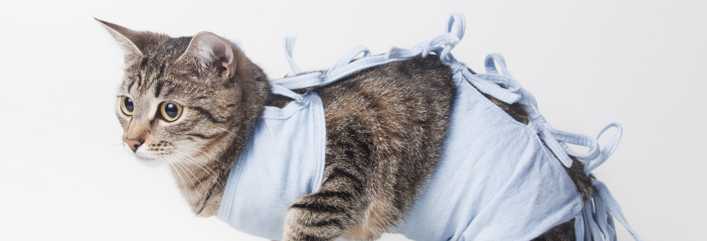 Cat healing after surgery