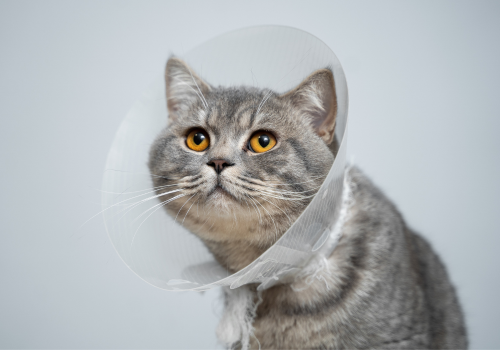 Cat in a cone after surgery