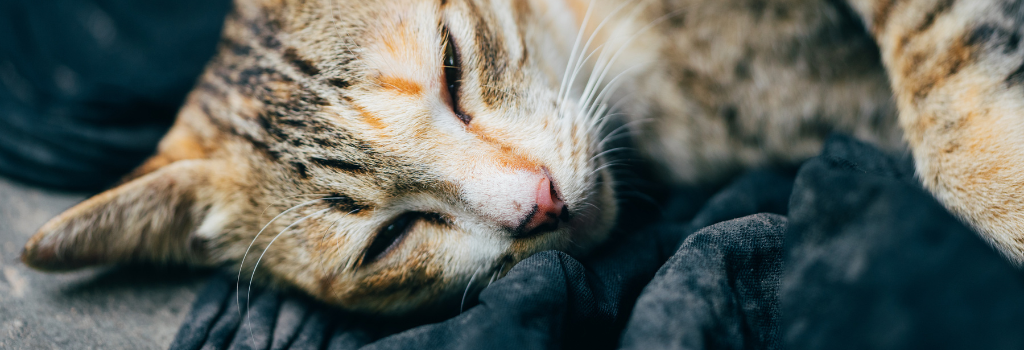 Sick cat laying down under blankets