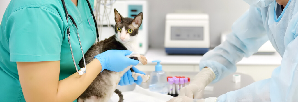 Veterinarian with face mask drawing blood from a sedated cat