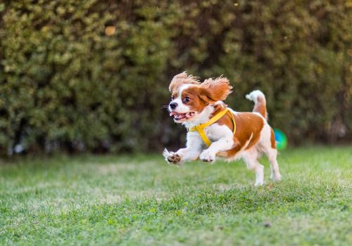 Cavalier King Charles Spaniel, Geniusvets 3.