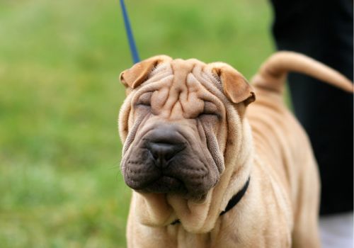 Chinese Shar-Pei, Geniusvets 3.