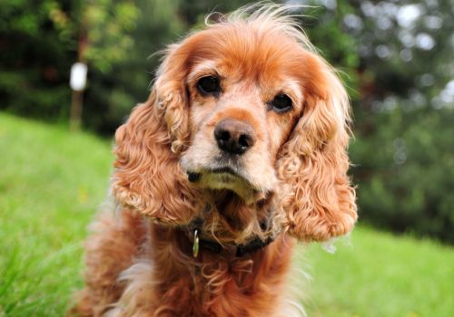 Cocker Spaniel, Geniusvets 3.