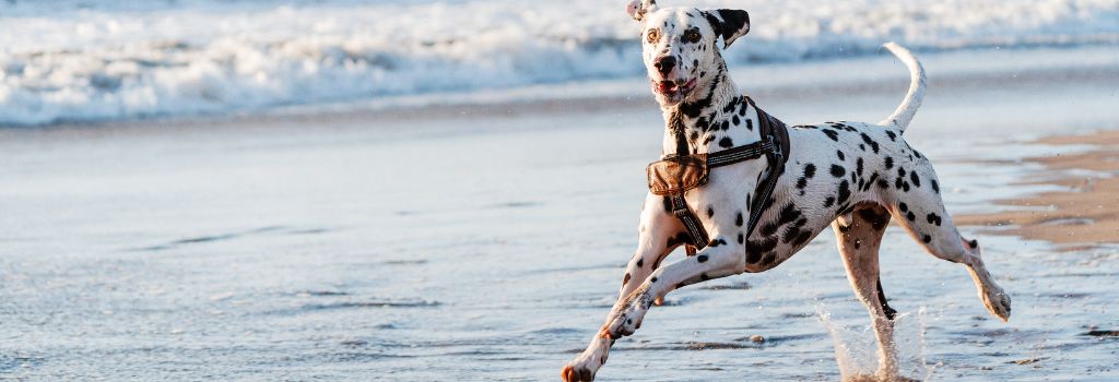 Dalmatian, GeniusVet Breeds 2