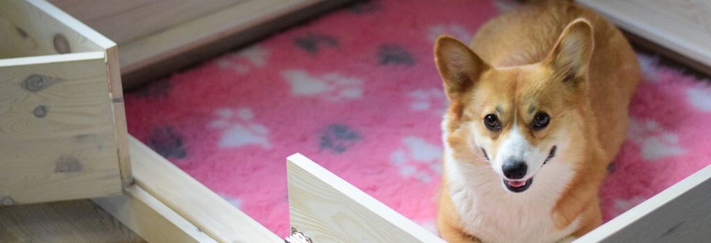 Pregnant corgi in whelping box