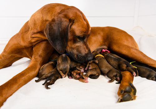 Rhodesian ridgeback female dog with puppies.