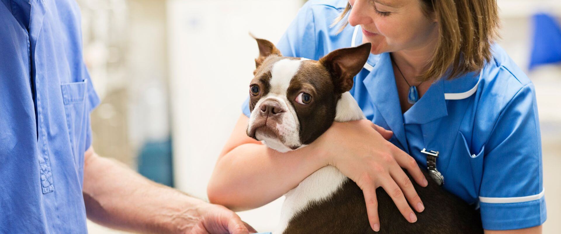 Small brown and white bod at emergency vet having it's paw bandaged 