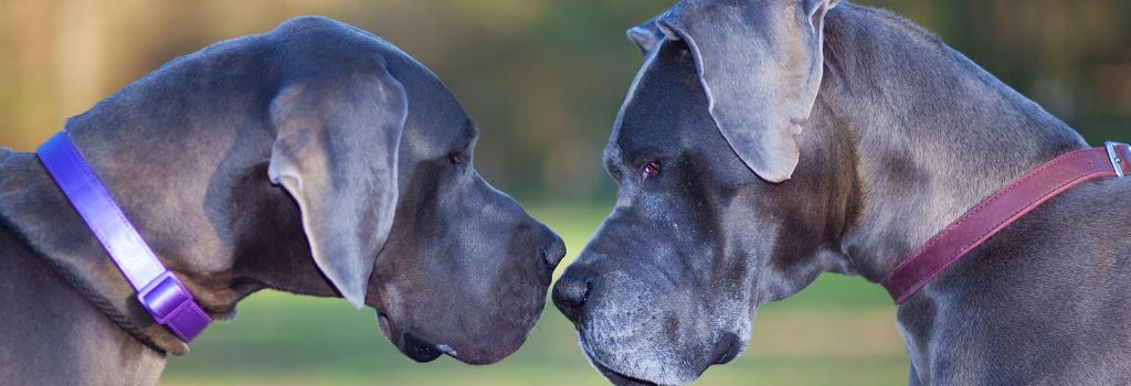 Great Danes, GeniusVets Breeds 2