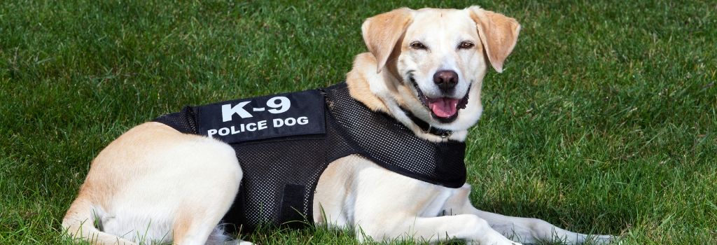 Labrador Retriever, GeniusVets Breeds 1