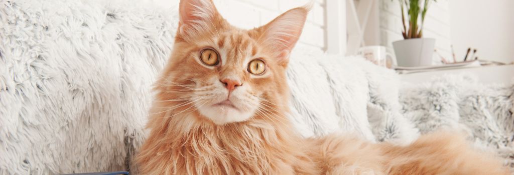 Maine Coone Cat Breed, GeniusVets