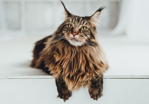 Maine Coon Cat Breed, Geniusvets.