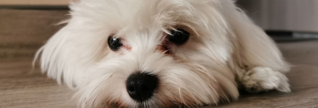 Maltese, GeniusVets Breeds 1