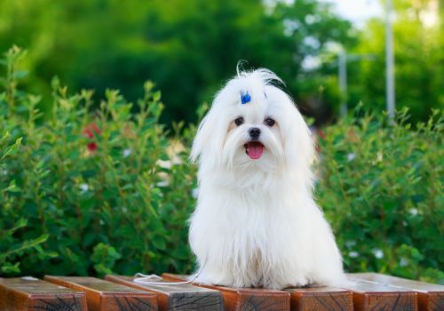 Maltese, Geniusvets 3.