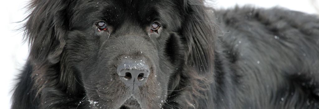 Newfoundland, GeniusVets Breeds 2
