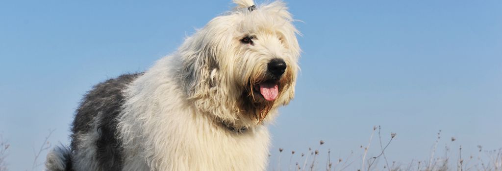 Old English Sheepdog, GeniusVets Breeds 1