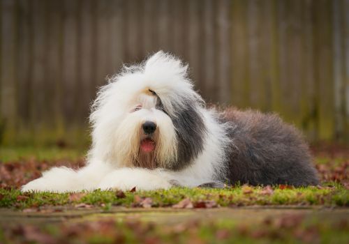 Old English Sheepdog, Geniusvets 4.
