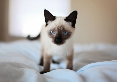 Siamese Cat Breed, Geniusvets.