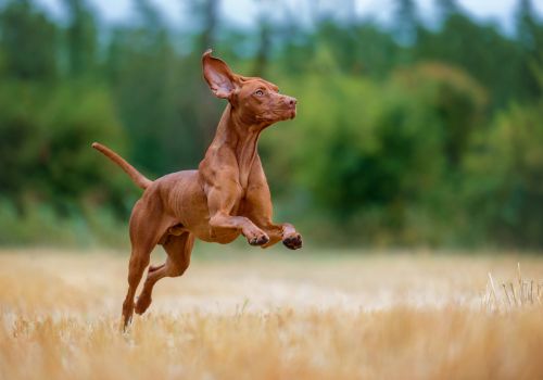 Vizsla, Geniusvets 4.