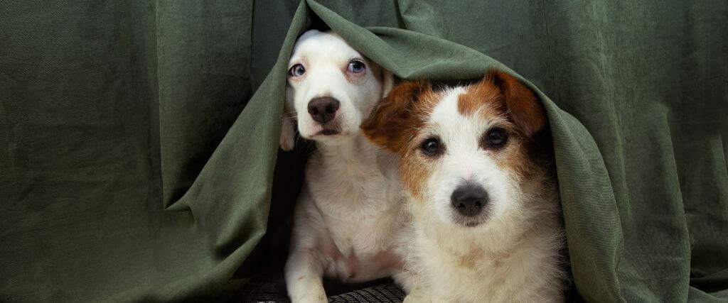 Dogs hiding under a bed from dog storm anxiety