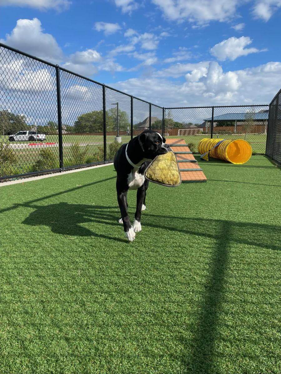 Dog playing Dog playing
