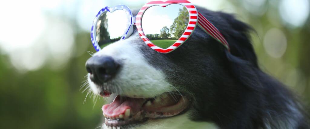 Dog wearing American flag sunglasses, celebrating 4th of july pet safety