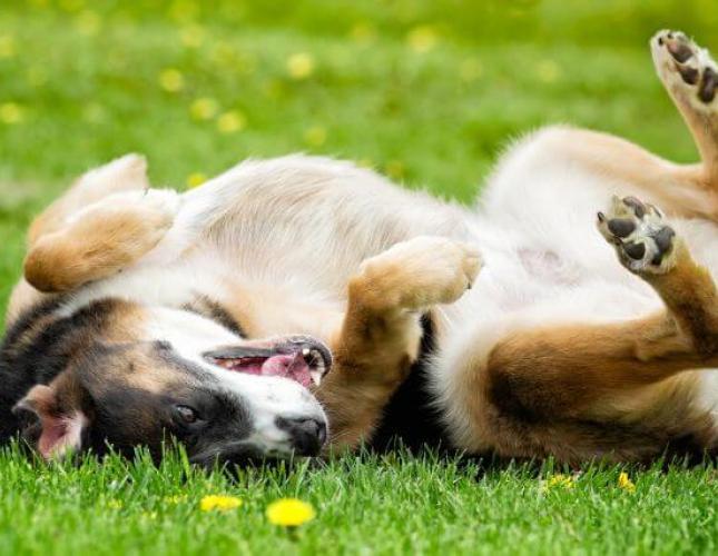 Is My Dog Allergic to Grass?