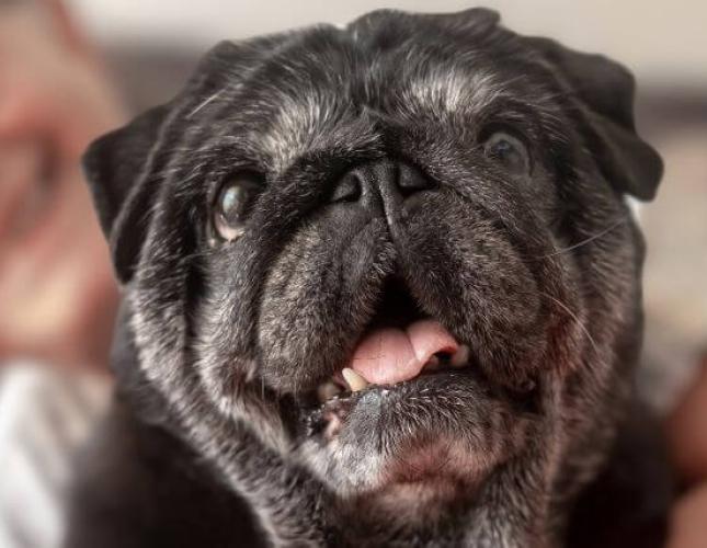 Senior Dog Care: How to Keep Your Aging Dog Healthy and Happy