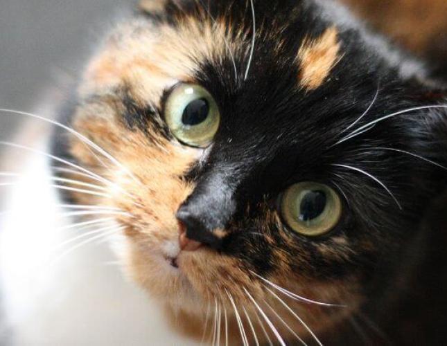 Cat Wellness Exams: Maintaining Your Cat’s Wellness Throughout Their Lifetime