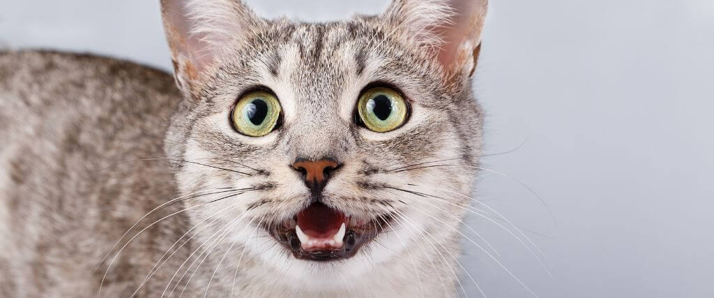 Cat looking and meowing