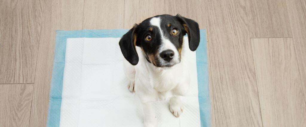 Small puppy sitting on a pee pad during puppy potty training