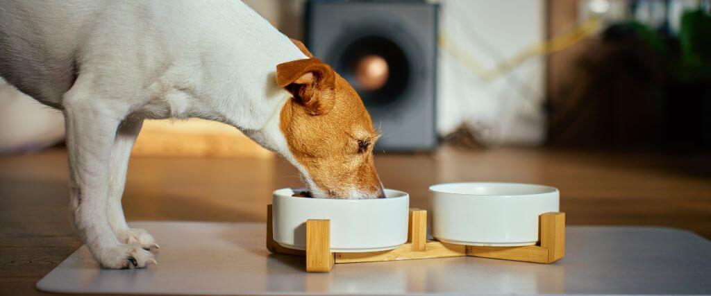 Dog eating food out of a raised bowl